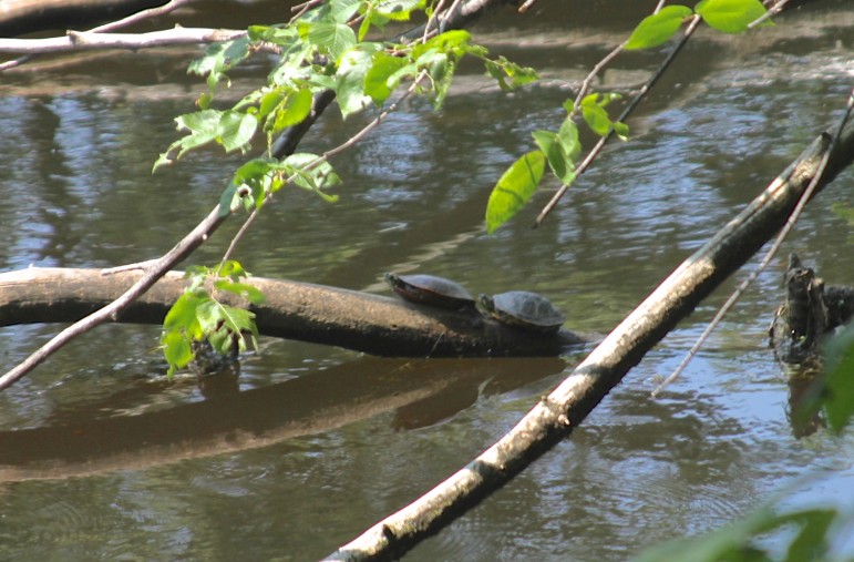 Two small turtles visible through the leaves near the Galen Street Bridge.