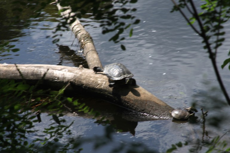 Two turtles climb out on a log in the river just steps from Watertown Square.