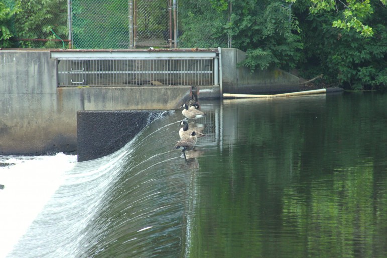 Geese hang out on the dam  near Watertown Square.