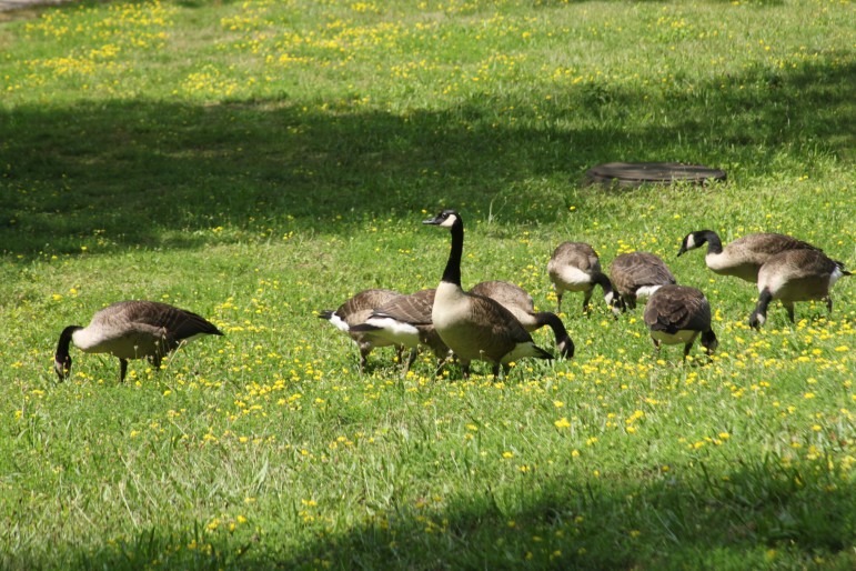 Geese graze on the grass next to the MDC Swimming Pool.