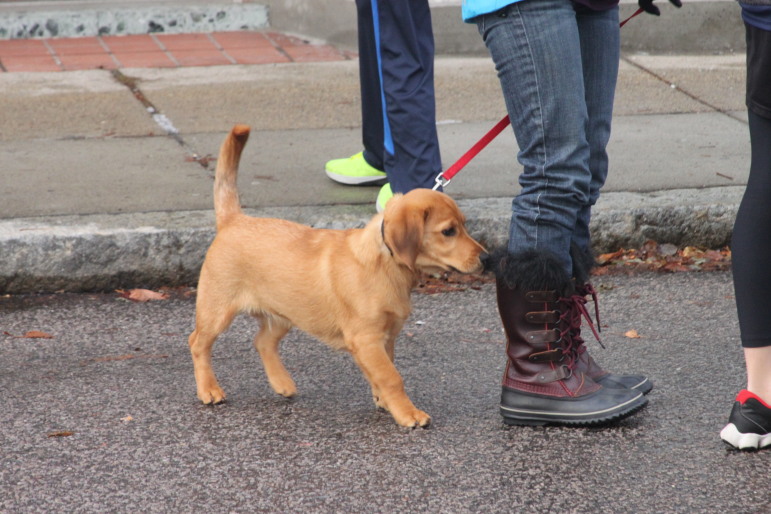 Dogs could soon have a place to play in East Watertown.