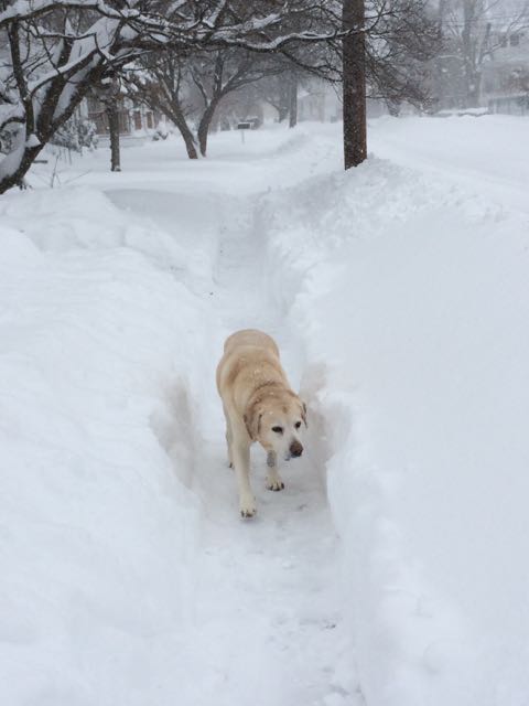 Watertown Town Councilor Cecilia Lenk sent this photo of her Boodle walking in a cleared out area of snow.