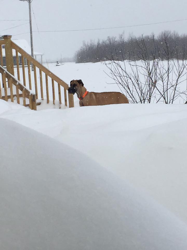 A Great Dane is almost dwarfed by the snow from the blizzard. 