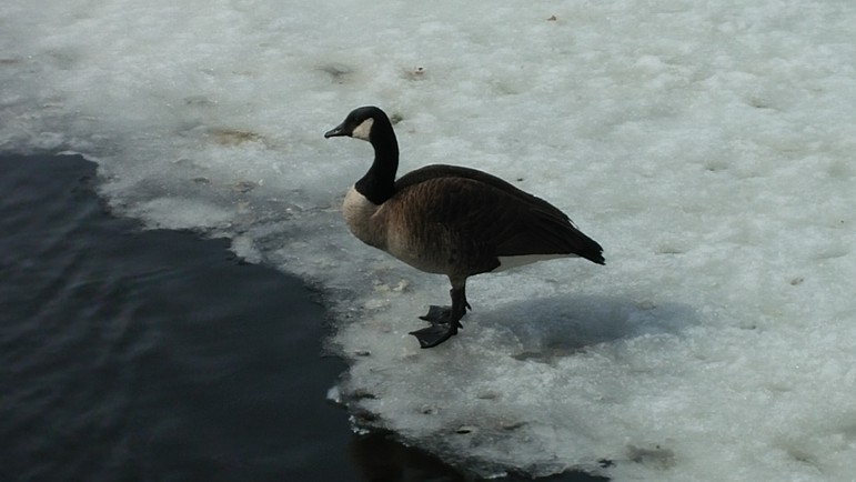 Geese have suffered this winter because of the heavy snow covering on the grass.