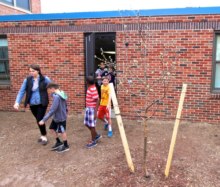 A dwarf apple tree was planted at Cunniff School for Arbor Day.