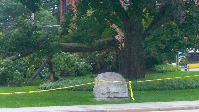 The reason for the tree limb breaking is not clear. 