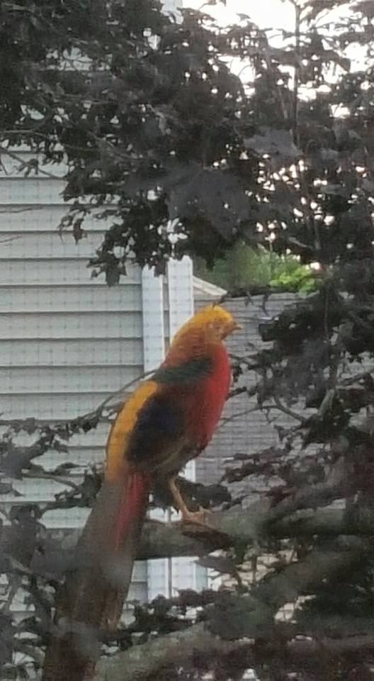 A colorful bird has been spotted in Watertown. Know of a missing bird?