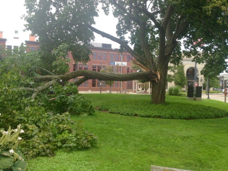 A large limb of a tree in the Watertown Delta broke off and fell Sunday.