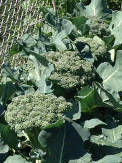 Grow your own veggies at the Watertown Community Gardens.