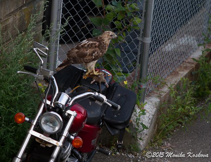 A hawk caught a large rage in Watertown.