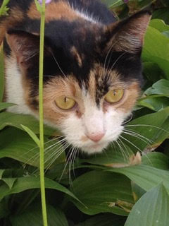 This cat has been spotted in the yard at 24 Merrifield Ave. in East Watertown.