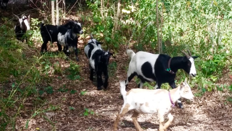 Some of the 40 goats brought in to eat the poison ivy along the Charles River.