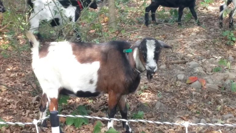 A goat from Goats to Go, brought in to control poison ivy along the Charles.