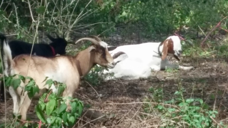A goat takes a rest after feeding on poison ivy on the riverbank in Watertown.