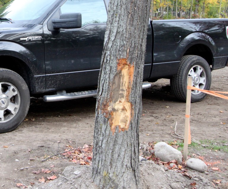 A tree damaged by construction equipment during the installation of the new path on Greenough Boulevard.