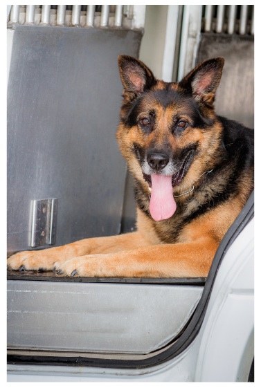 Middlesex Sheriff's K-9 Mik adorns the pages of a calendar to raise money for bulletproof vests for dogs.