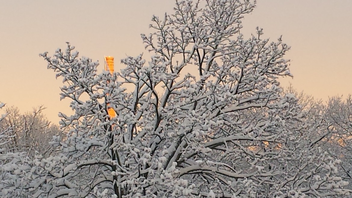 A tree covered in snow from the Feb. 5 storm that hit Watertown.