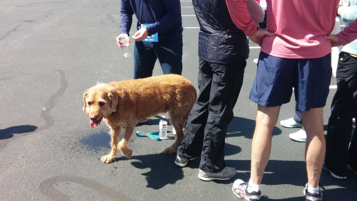 A dog cools down after the Watertown Strong 5K run. 