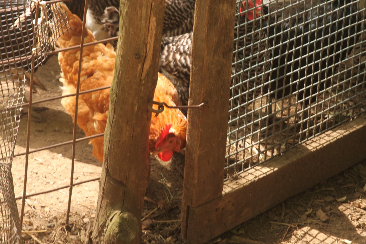 Rules on keeping chickens in Watertown may change, along with rules for beekeeping.