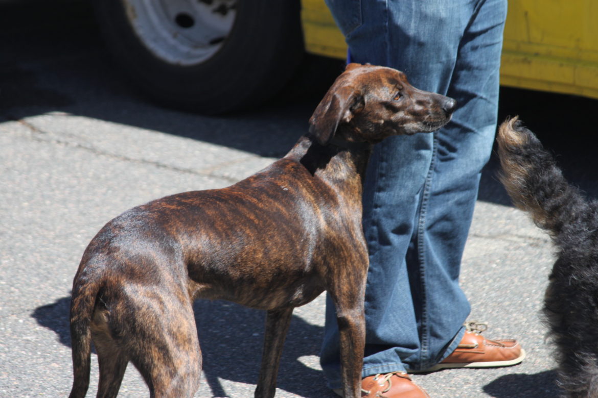 It was a dog day at the Commander's Mansion's Arbor Day event.