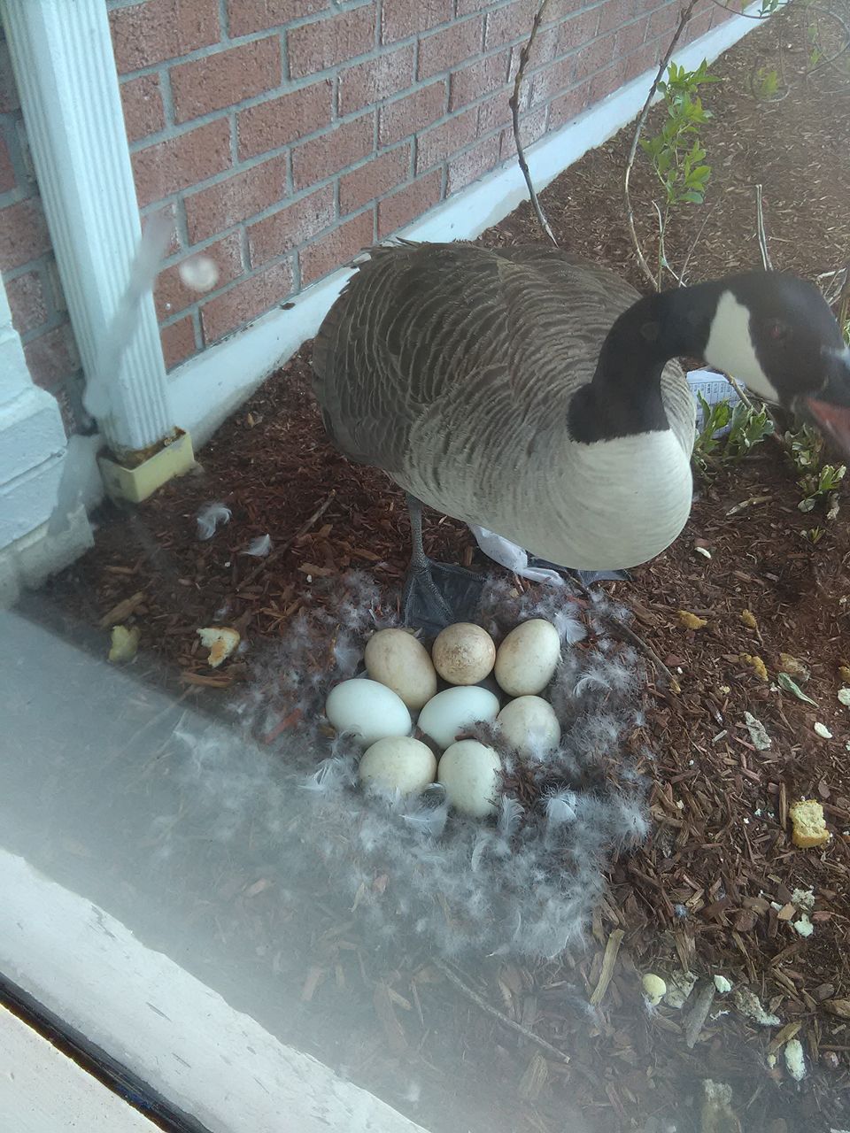Mama goose stands over her eggs which she laid about six weeks ago.