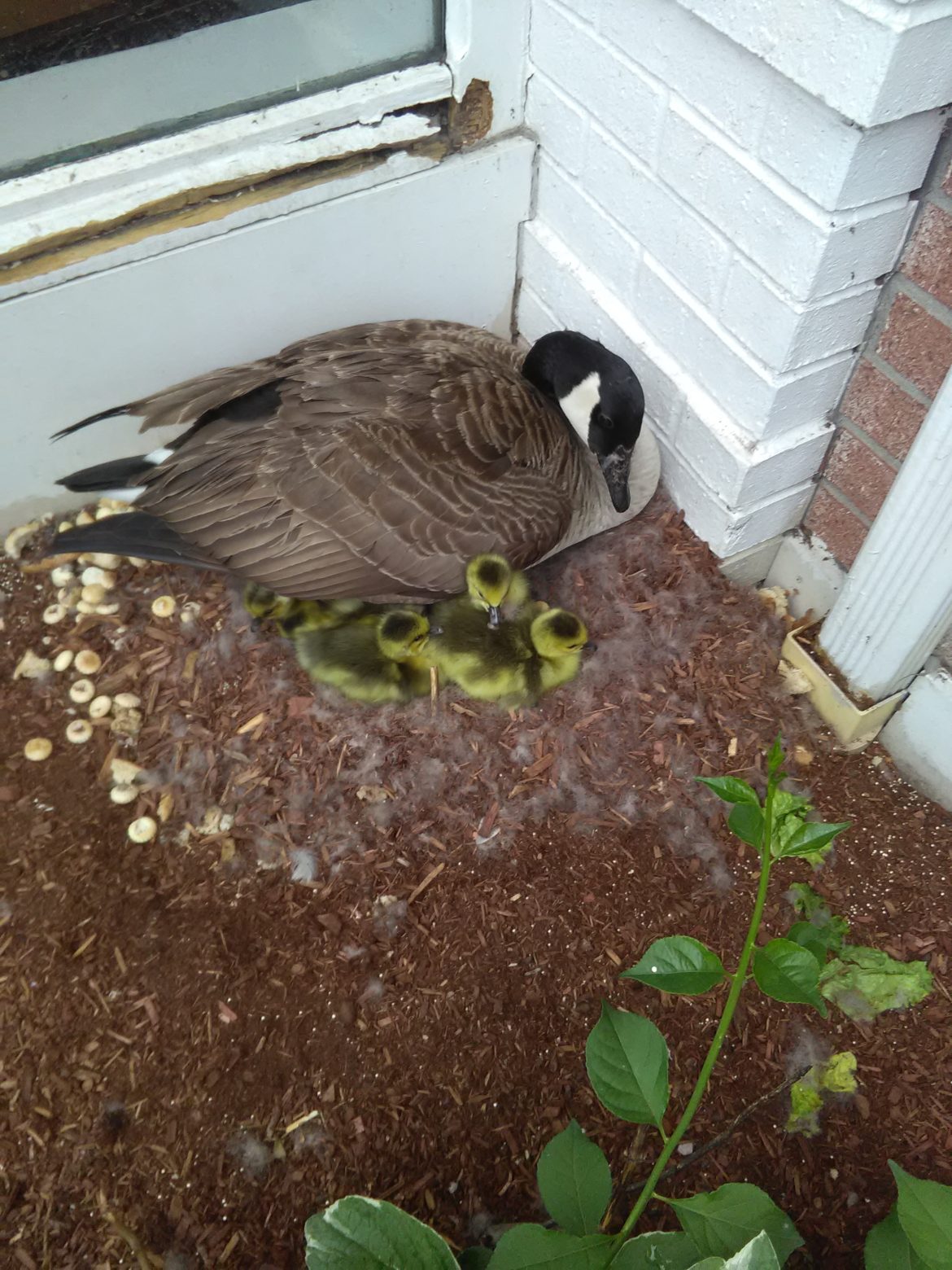 A mother goose sits next to her goslings on her nest next to the entryway to Friendly's in Watertown.