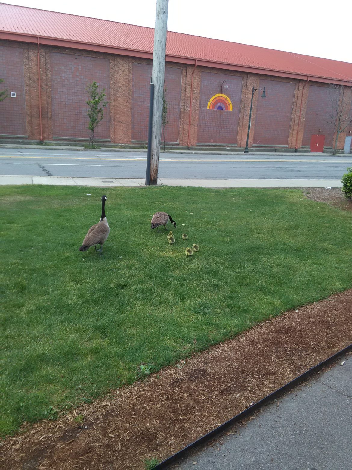 The mother and father geese have made this grassy patch on Arsenal Street their home for four years and this spring they have a family.