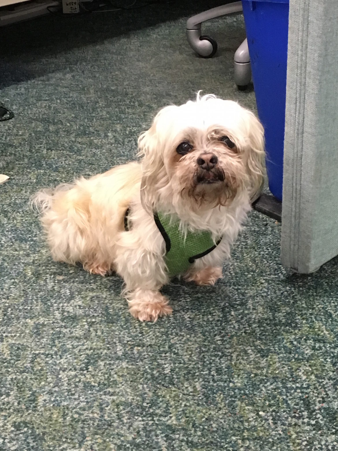 This dog was found tied up along the Charles River.
