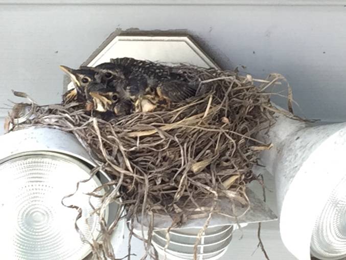 Birds made their nest on some emergency lights at the Wayside Multi Service Center in Watertown.