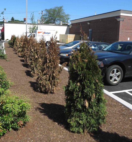 A row of dead trees planted in the parking lot of the new CVS in Coolidge Square.