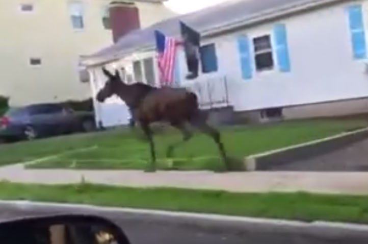 A screenshot of the Watertown Police video showing a juvenile moose running down Belmont Street Wednesday morning.