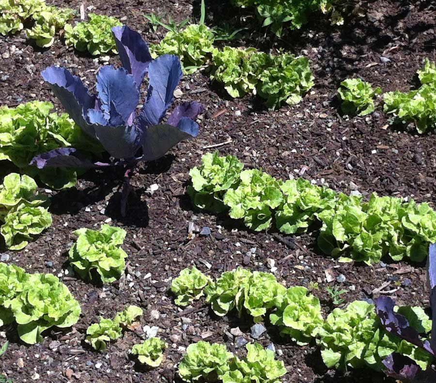 Lettuce grown in a Watertown Community Gardens Plot.