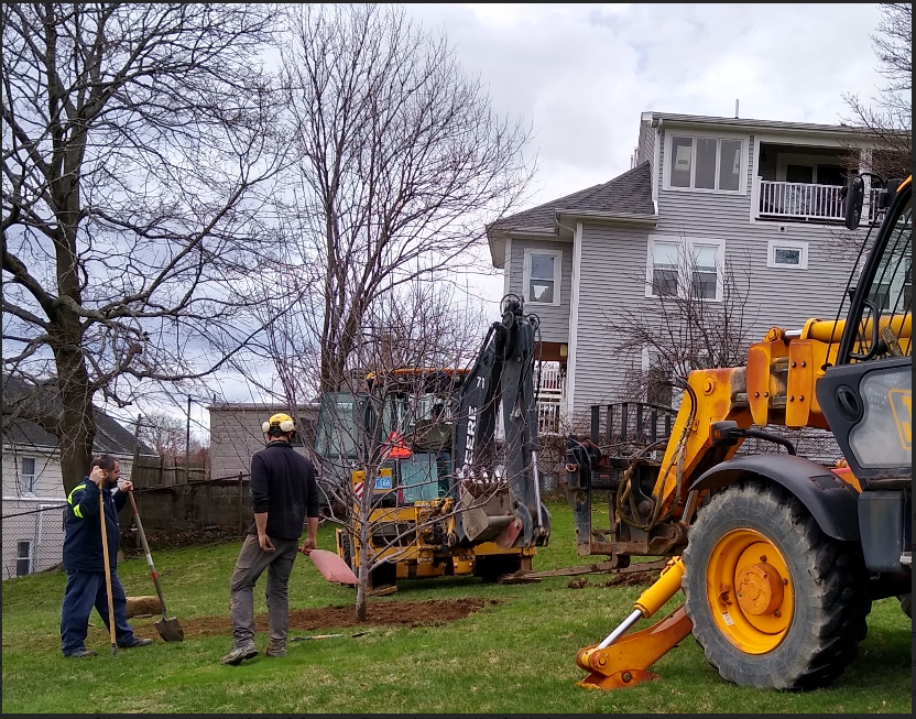 Watertown Group Joins Other Tree Advocates to Stop Loss of Urban Tree