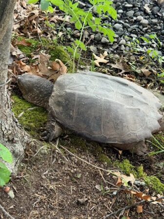 Snapping Turtle Found in Dead in Watertown from Rodent Poison ...